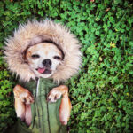 Pet Owners WARNED – Please READ!