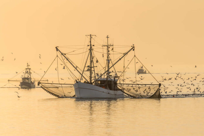 1694093149 featured image Gulf Coast Shrimpers Struggle Against Cheap Imports, Seek Government Aid