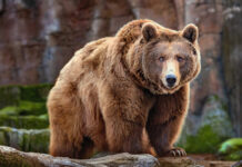 Exploring 'Bear Alcatraz': A Unique Spin on Housing Challenges in Alaska
