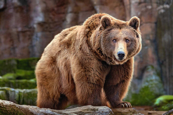 1824207539 featured image Exploring 'Bear Alcatraz': A Unique Spin on Housing Challenges in Alaska