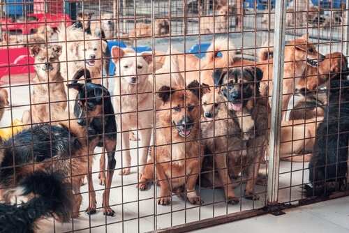 shutterstock_2400815261.jpg Group of dogs in a shelter behind a wire fence