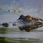 Crocodile partially submerged in water with its eyes visible
