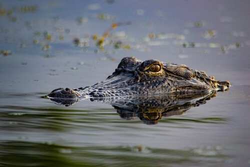 shutterstock_2600597821.jpg Crocodile partially submerged in water with its eyes visible