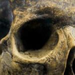 Close-up view of a human skull with detailed texture