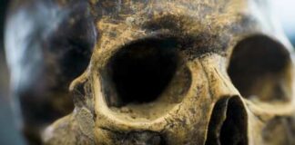 Close-up view of a human skull with detailed texture