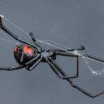 Close-up of a black widow spider on its web
