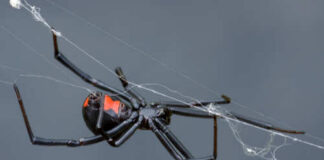 Close-up of a black widow spider on its web