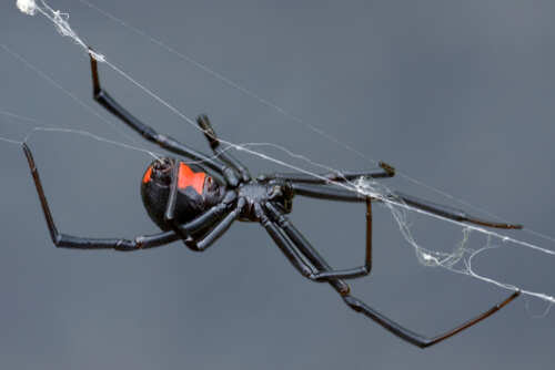 Close-up of a black widow spider on its web