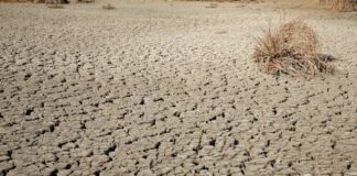 A dry, cracked earth surface with sparse vegetation