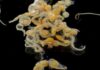 Cluster of translucent octopus eggs on a dark surface