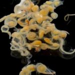 Cluster of translucent octopus eggs on a dark surface