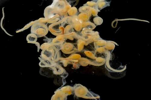 Cluster of translucent octopus eggs on a dark surface