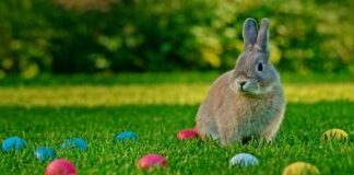 A rabbit sitting on green grass surrounded by colorful Easter eggs