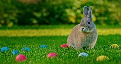 A rabbit sitting on green grass surrounded by colorful Easter eggs
