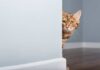 A Bengal cat peeking around a corner in a room