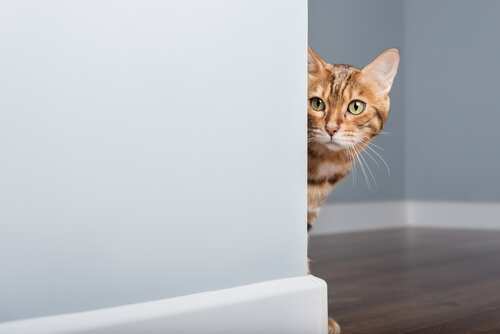 A Bengal cat peeking around a corner in a room