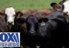 Flesh‑Eating Flies Hit Texas? OUTBREAK RESPONSE: USDA moves quickly after screwworm detection