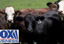 Flesh‑Eating Flies Hit Texas? OUTBREAK RESPONSE: USDA moves quickly after screwworm detection
