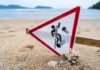 Tropical Killer Washes Up On Local Beach Warning sign about jellyfish hazards on a beach