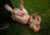 A person playfully petting a happy dog lying on its back on grass