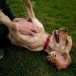 A person playfully petting a happy dog lying on its back on grass