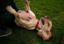 Bedroom Cam Sparks FELONY – Marriage Explodes A person playfully petting a happy dog lying on its back on grass