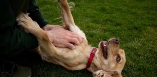 A person playfully petting a happy dog lying on its back on grass