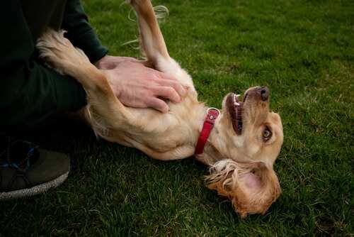 A,Happy,Cocker,Spaniel,Lies,On,The,Grass,While,Its A person playfully petting a happy dog lying on its back on grass